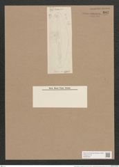 Navicula elliptica var. grandis Grun. (de-Toni-Nr.: Genus 1, Species 298) Zeichnungen Sammlung Grunow Nr. 687 (NHMW-BOT-W0367062)